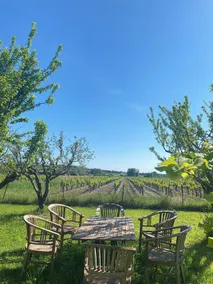 House on a property surrounded by vineyards in Drôme Provençale - Image 3
