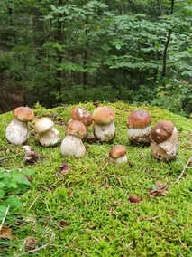 LE MONT AIGOUAL - Image 5