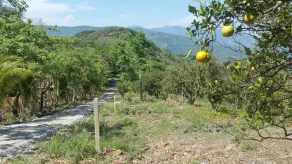 Orange Hill, è una piccola fattoria dedicata a mantenere la sua foresta naturale - Image 5