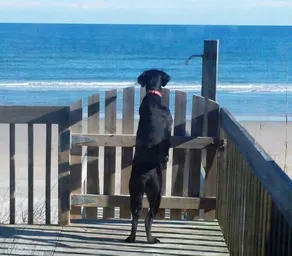 All About The View: 4 Br / 2 Ba Oceanfront I Topsail Beach, 8 sovepladser - Image 2