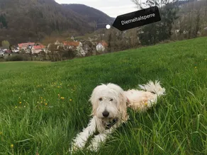 Diemelwöhnchen -  in den Bergen am (Bade)-See  - Helminghausen - Image 3