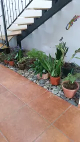 Jungle House, 4 Bedroom, 5.5 Baths - Image 2