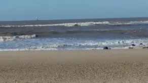 dejlige sommerhus i Médoc på 15 km fra havet - Image 5