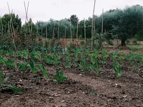 Agricola Moderna byFDR - Image 4