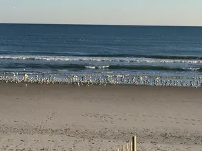 Unglaubliche Anmut - am Strand! - Image 5