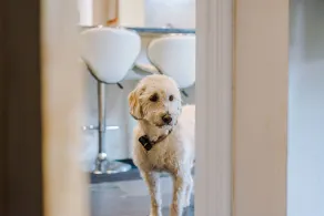 AROSFA, pet friendly, luxury holiday cottage in Trelawnyd - Image 4