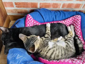 Cat Sky Country Homestay - Image 4