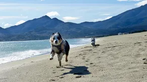 Familienurlaub, Haustiere, Sonne, Meer, Wandern, Radfahren - Image 3
