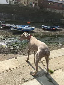 Dunroamin - our sunny seaside escape in Staithes! - Image 3