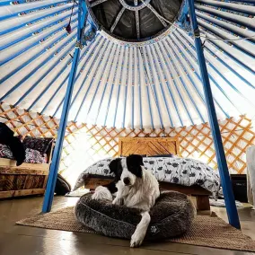 The Blue Jay Yurt- Our Pet Friendly Yurt - Image 5