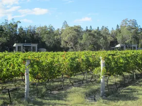 Clever Kid Wines Vineyard Cottages - Image 4