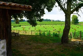 Fantastic Petit Beauval - Image 3