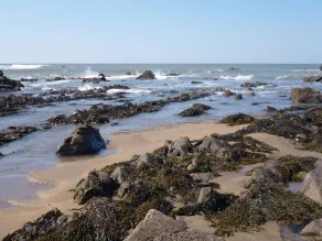 Widemouth Bay, à 300m de la plage de sable, les enfants (Animaux non admis) - Image 4