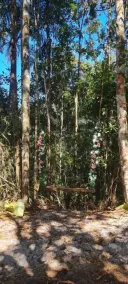 Tree House - Image 4