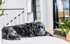 Events @Sandstone Point Hotel! Bribie Beaches, Pet friendly Family Home - Image 3