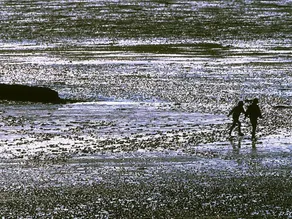 Beach crab - crowbar by the sea - Image 5