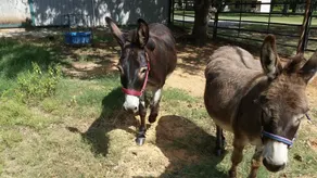 Brandin 'Post On The Flyin' D Ranch - Image 3