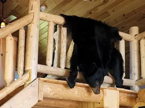 Black Bear Lodge - Image 2