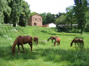 family living at the lake in a cottage in the horse farm - Image 5