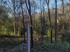 49 Trees   - Image 2