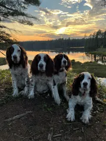 Adirondack Cottage - Four Season, Pet-Friendly, Cozy & Beautiful. Read  reviews! - Image 3
