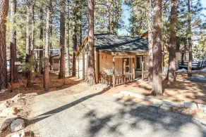Pines 23 #1438 - Image 5