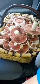 Labaiengo Ostatua - Image 5