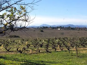 Mas Soleil Et Vignes - Image 3
