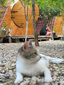 Litost cafe bungalow - Image 3