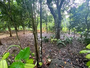 Sinta's Garden, Fortugaleza Farm - Image 4