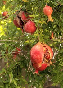 I Fiori di Sara - Toscana - Image 3