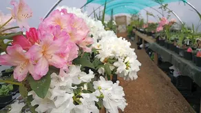 Wendron Plant Nursery Lettings - Image 4