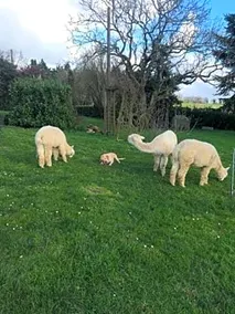 La Roche Parthenay Farm - Image 4