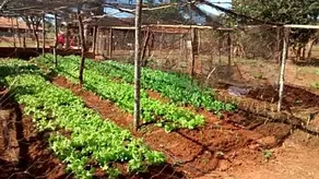 Fazenda Mineira - Image 3