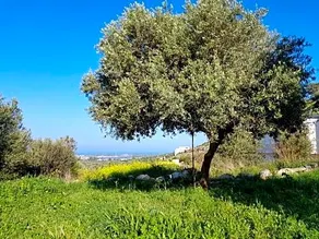 Garden And Sea - Image 2