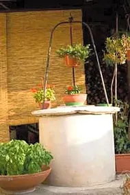 Il Cactus - Image 4