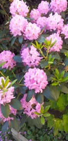 Magnolia - Image 3