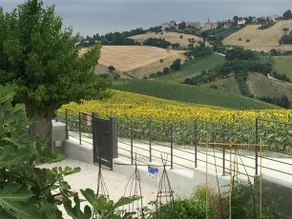 Girasole - Image 4