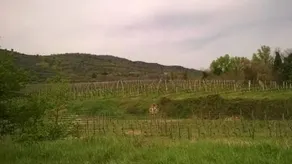 B&B L'uliveto - Image 1