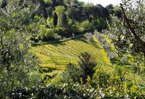 Agriturismo Poggio all'Olmo - Image 5