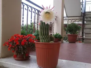 Borgo Buciardella - Image 2