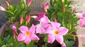 Bandb Silvana - Image 3