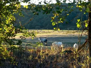 Hotel La Pradera De Marta - Image 5