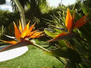 Le Mas du Soleil Frejus - Image 1