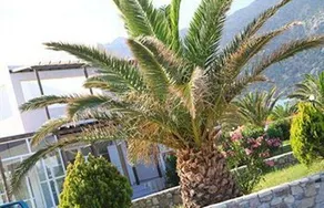 Kalimera Suites - Image 2