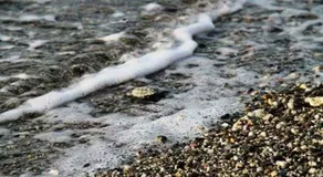 La grecità e il mare - Image 4