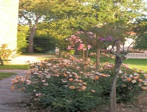 Le Domaine des Tuillieres - Image 5