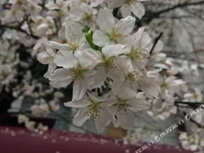 DONGJIANG XIAOZHEN HOSTE - Image 2