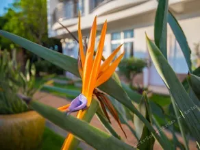 WEIZHOU ISLAND QUIET GARDEN SEA VIEW HOTEL - Image 5