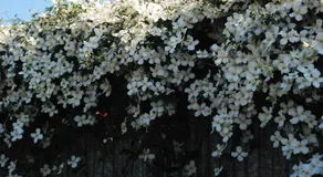 Lavender Cottage Ireland - Image 2